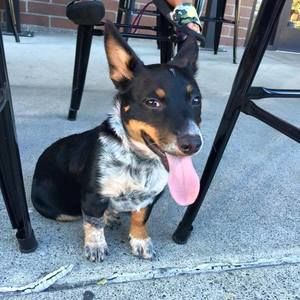 Meet your Posher, Peter